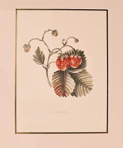 Botanical Study of Fruits and Nuts by Duhamel du Monceau early 19th century - 3459514