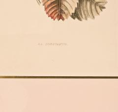 Botanical Study of Fruits and Nuts by Duhamel du Monceau early 19th century - 3459515