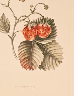 Botanical Study of Fruits and Nuts by Duhamel du Monceau early 19th century - 3459516