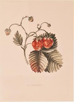 Botanical Study of Fruits and Nuts by Duhamel du Monceau early 19th century - 3459848