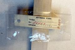 Brazilian Feather Headdress Guajajara Tribe Ex Museum Piece - 2344118