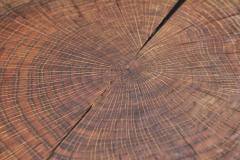 Brutalist Carved Oak Stool Belgium 1950s - 3412956