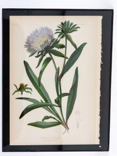 Bue Star Stokesia Botanical Print on Paper USA Early 20th C  - 3621171