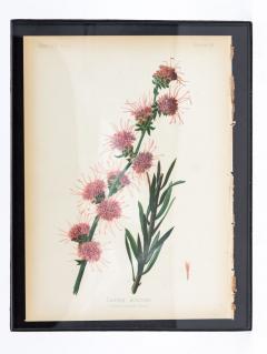 Bue Star Stokesia Botanical Print on Paper USA Early 20th C  - 3621174