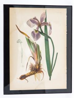 Bue Star Stokesia Botanical Print on Paper USA Early 20th C  - 3621175