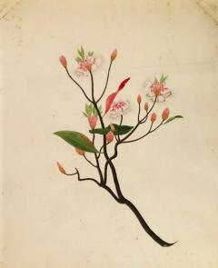 COMPANY SCHOOL CHINESE SCHOOL ALBUM DRAWINGS OF FLOWERS  - 2751705