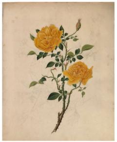 COMPANY SCHOOL CHINESE SCHOOL ALBUM DRAWINGS OF FLOWERS  - 2751713