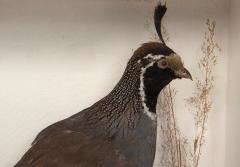 California quail - 4155476