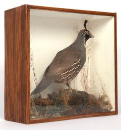 California quail - 4155477