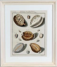 Carl Friedrich Heinrich Werner Friedrich Heinrich Wilhelm Martini engravings of shells publ 1768 - 2733943