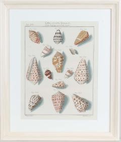 Carl Friedrich Heinrich Werner Friedrich Heinrich Wilhelm Martini engravings of shells publ 1768 - 2733947