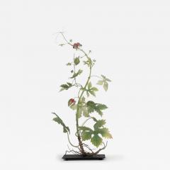 Carmen Almon Balsam Apple with Menippe 2025 - 4312103