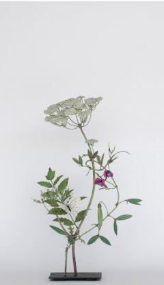 Carmen Almon Wild Carrot with Morpho Butterfly 2025 - 4311776
