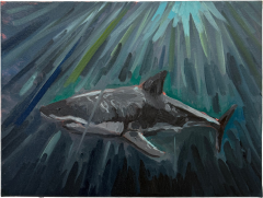 Charles Hasco t Shark 2025 - 4450510