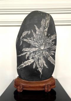 Chinese Scholar Rock Chrysanthemum Stone - 2288026