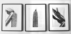 Christophe Von Hohenberg Corn set of three Gelatin silver prints by Christophe von Hohenberg - 4180912