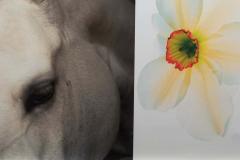 Christopher Makos Paul Solberg Horse Flower Photograph Series - 3118753