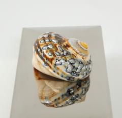 Chrome Box with Nautilus Shell - 1831138