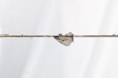 Circa 1760 Italian Rococo Giltwood Wall Mirror probably Milan 71 H x 56 W - 4501793