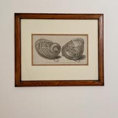 Circa 19th Century Baroque Sea Shell Drinking Cups Engraving - 1849694