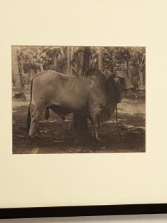 Circa 19th Century Photograph of a Brahma Bull India - 1868420