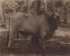 Circa 19th Century Photograph of a Brahma Bull India - 1873432