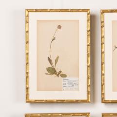 Collection of 8 Framed Swedish Large Herbarium Studies - 3928690