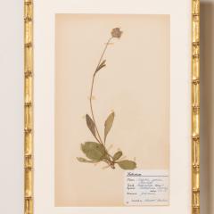 Collection of 8 Framed Swedish Large Herbarium Studies - 3928691