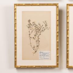 Collection of 8 Framed Swedish Large Herbarium Studies - 3928692