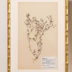 Collection of 8 Framed Swedish Large Herbarium Studies - 3928693