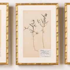 Collection of 8 Framed Swedish Large Herbarium Studies - 3928694