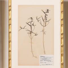 Collection of 8 Framed Swedish Large Herbarium Studies - 3928695