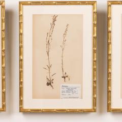 Collection of 8 Framed Swedish Large Herbarium Studies - 3928696