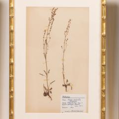 Collection of 8 Framed Swedish Large Herbarium Studies - 3928697