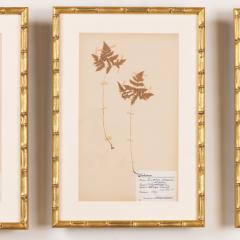 Collection of 8 Framed Swedish Large Herbarium Studies - 3928698