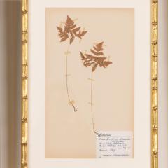 Collection of 8 Framed Swedish Large Herbarium Studies - 3928699