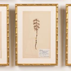 Collection of 8 Framed Swedish Large Herbarium Studies - 3928700