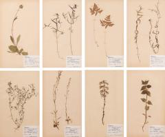 Collection of 8 Framed Swedish Large Herbarium Studies - 3930946