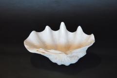 Collection of Natural Large and Medium Sized Seashells - 2469924