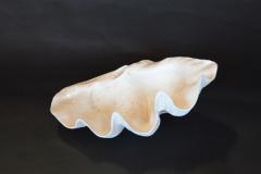 Collection of Natural Large and Medium Sized Seashells - 2469926