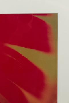 Color Photograph Detail Of A Red Flower - 3185004
