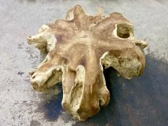 Contemporary Wooden Teak Root Coffee Table Organic Modern IDN 2024 - 4376002