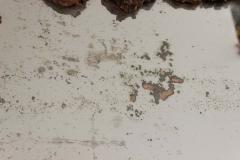 Continental Burl Root Mirror - 1399300