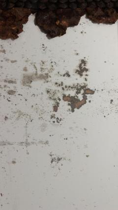 Continental Burl Root Mirror - 1399302