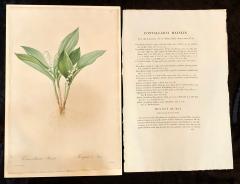 Convallaria Majalis Print Hand Colored Engraving Signed P J Redoute - 2970131