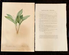 Convallaria Majalis Print Hand Colored Engraving Signed P J Redoute - 2970132