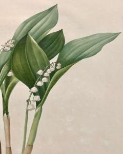 Convallaria Majalis Print Hand Colored Engraving Signed P J Redoute - 2970133