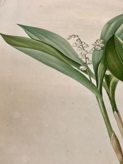 Convallaria Majalis Print Hand Colored Engraving Signed P J Redoute - 2970135