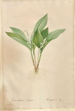 Convallaria Majalis Print Hand Colored Engraving Signed P J Redoute - 2970896