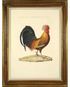 Cornelius Nozeman Pair of Chickens - 815646